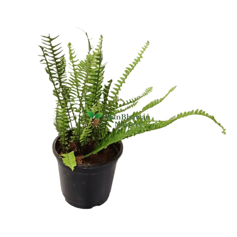 online bosto fern plant for garden, best outdoor plants, premium plants for garden, new fresh boston fern plants, live boston fern plants