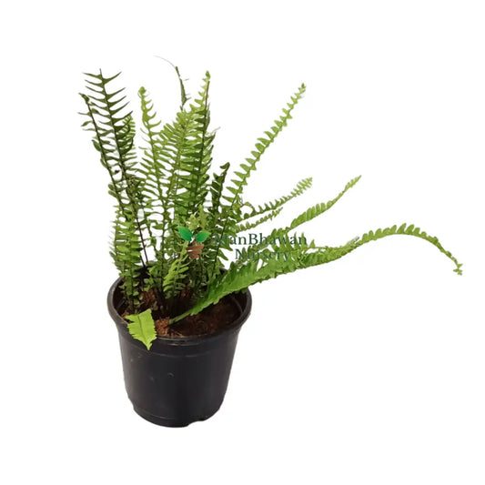 online bosto fern plant for garden, best outdoor plants, premium plants for garden, new fresh boston fern plants, live boston fern plants