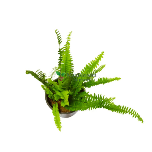 online air-purifying plant, best air-purifying plant on sale, boston fern green outdoor plant on sale, new live plants