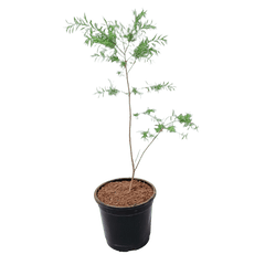 buy online golden bottle brush plant, new fresh tapori plant online