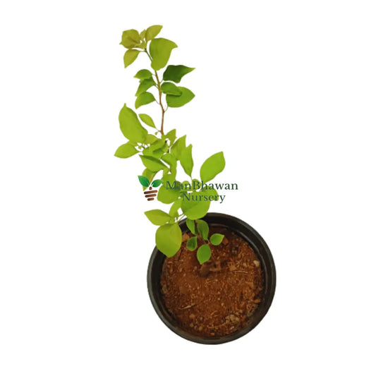 shop now for best Bougainvillea Plant, online outdoor plants, best outdoor plant for sale, new bougainvillea plant on sale, 