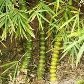 Symbol of peace: Buddha Bamboo plant, Enhance beauty with Buddha Bamboo in your home, Tranquil vibes with our premium bamboo varieties