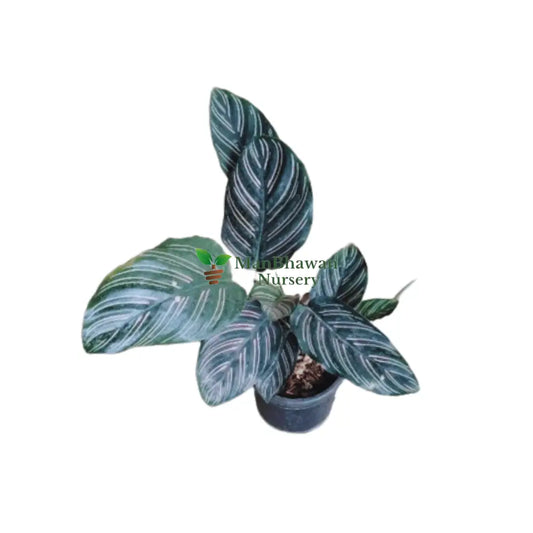 Calathea Plant