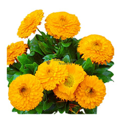 Explore vibrant beauty with Calendula blooms, Effortless floral charm in our Calendula Plant