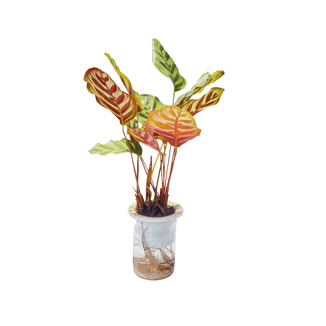 order now premium water plant calathea