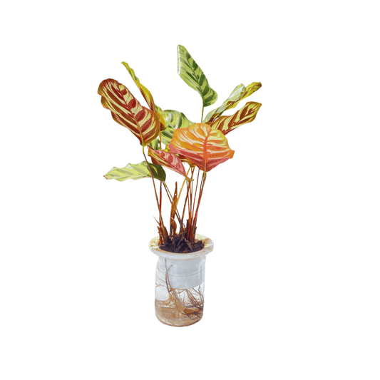 order now premium water plant calathea