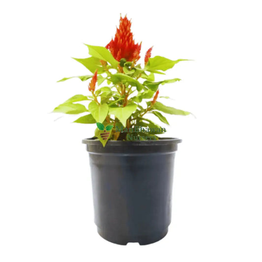 Celosia Plant: Cultivate vibrant garden beauty,  Premium variety for unique blooms and color,  Explore the beauty of Celosia in your garden