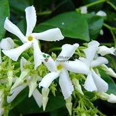 Experience nature's beauty with a Chameli Plant, buy online now,  Transform your environment with the charm of Chameli, available for online order