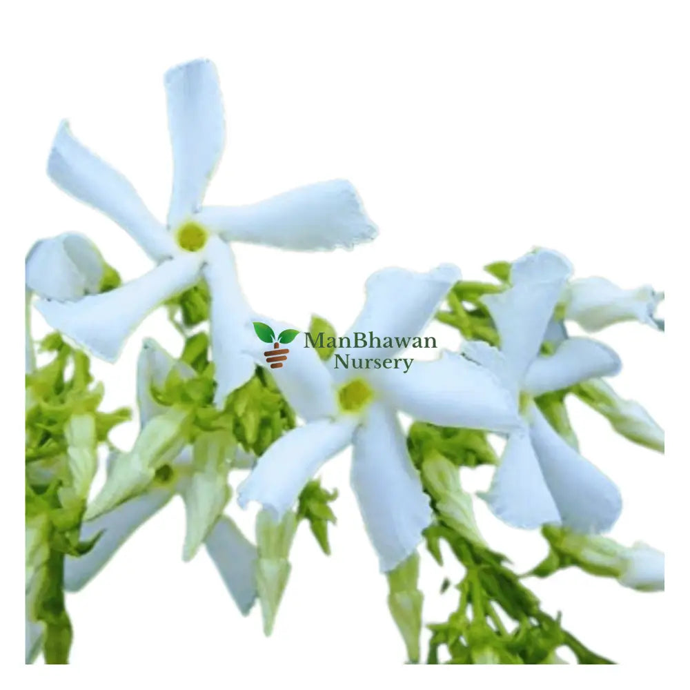 Buy Chameli Plant Online: Fragrant blooms at your fingertips, Elevate your space with premium Chameli quality, available online, Effortless online purchase for lush greenery and fragrant blossoms