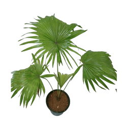 Livistona Chinensis / China Fan Palm
