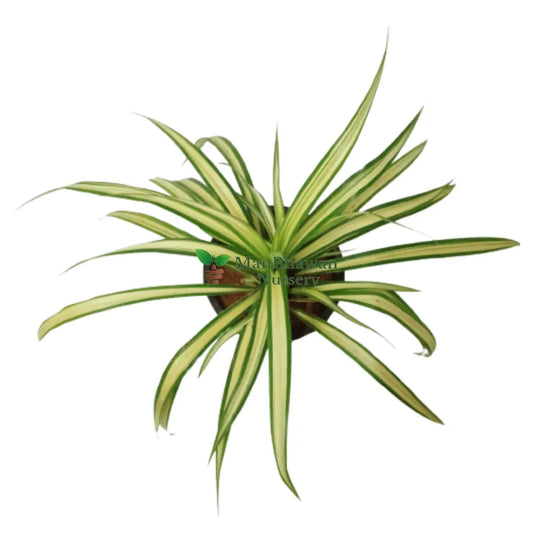 Chlorophytum Spider Plant