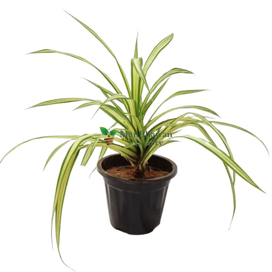 Chlorophytum Spider Plant