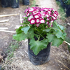 Cineraria Flower Plant
