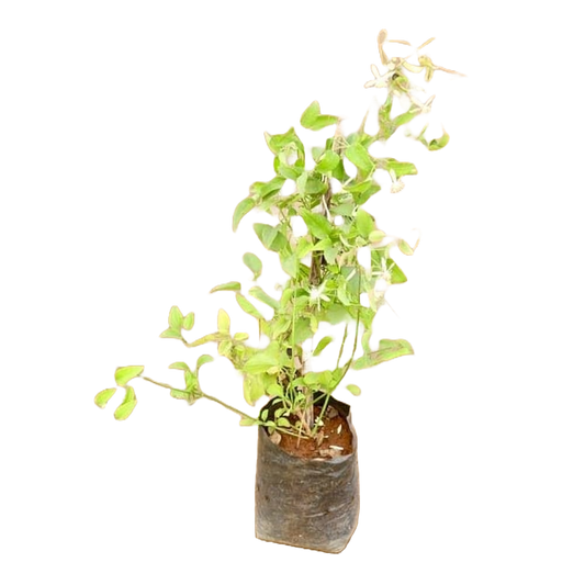 Clemantis White creeper / Ranjai bel plant