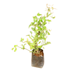 Clemantis White creeper / Ranjai bel plant