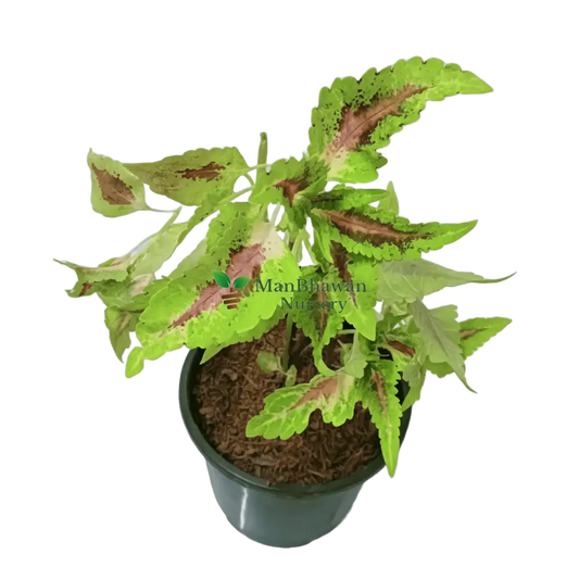 Experience the beauty of Coleus buy online now, Elevate your garden with premium Coleus plants available online