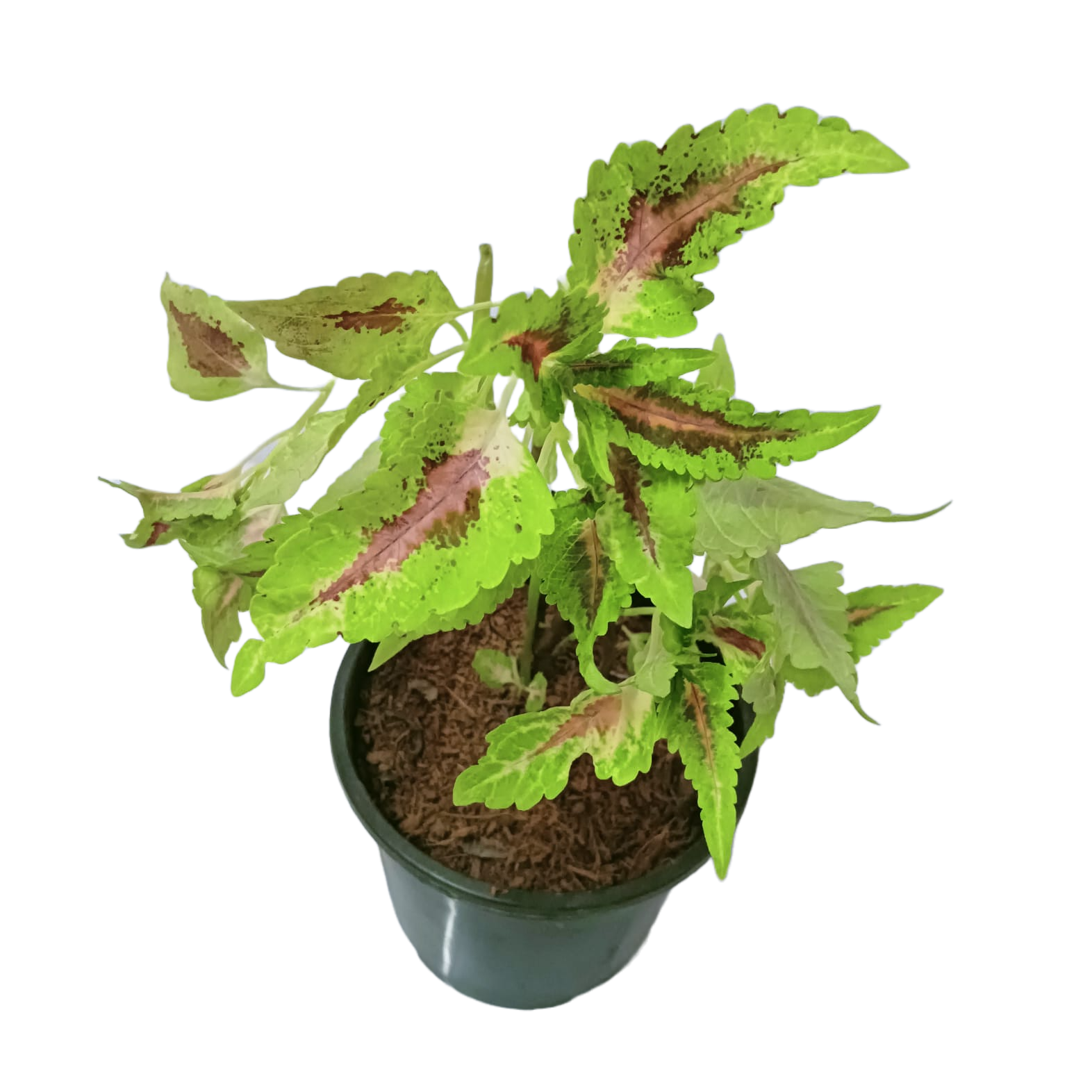 Experience the beauty of Coleus buy online now, Elevate your garden with premium Coleus plants available online