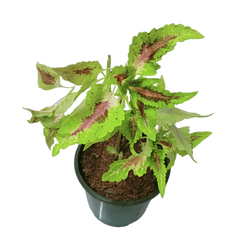Experience the beauty of Coleus buy online now, Elevate your garden with premium Coleus plants available online
