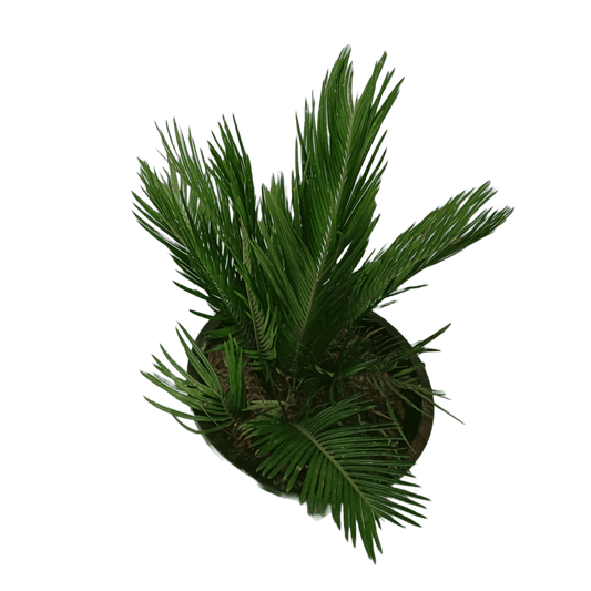 Sago Palm / Cycas Palm with Pot