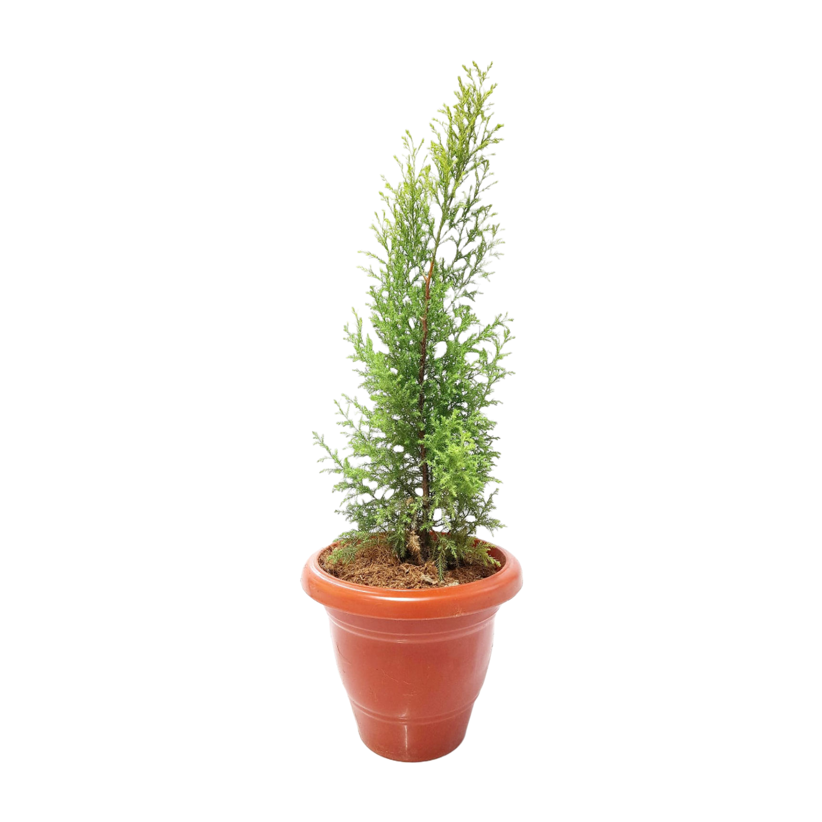 Golden Cypress Plant for Sale Online, Buy Golden Cypress Tree with Vibrant Foliage, Online Shopping for Golden Cypress Sapling, Purchase Golden Cypress for Your Garden