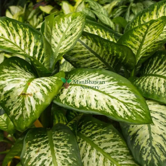 new fresh online plants, shop for online Dieffenbachia Plant, indoor plant for home