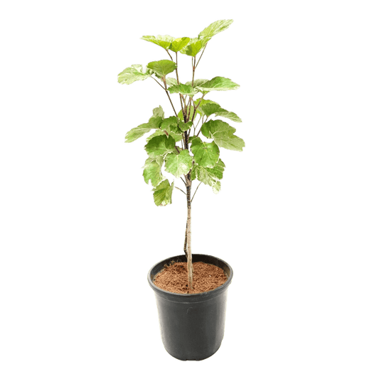 Online Shopping: Dinner Plate Aralia Plant - Exquisite Foliage for Your Living Space, Buy Dinner Plate Aralia Plant Online - Elevate Your Indoor Greenery with Style, Shop Now: Dinner Plate Aralia - A Striking Addition to Your Home or Office Decor