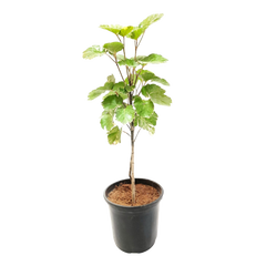 Online Shopping: Dinner Plate Aralia Plant - Exquisite Foliage for Your Living Space, Buy Dinner Plate Aralia Plant Online - Elevate Your Indoor Greenery with Style, Shop Now: Dinner Plate Aralia - A Striking Addition to Your Home or Office Decor