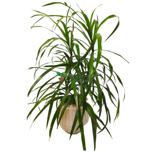 Online Shopping: Dracaena Draco Dragon Plant - Majestic and Unique Foliage for Your Collection, Buy Dracaena Draco Dragon Plant Online - Add a Mythical Touch to Your Indoor Greenery, Shop Now: Dracaena Draco - Striking Dragon Plant for Dramatic Home Decor