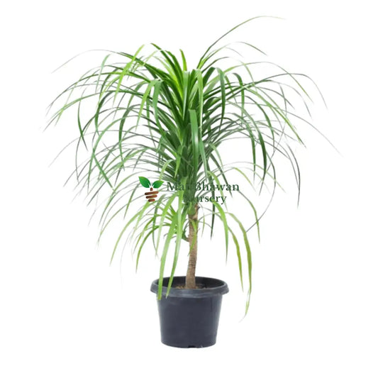 Dracaena Draco / Dragon Tree