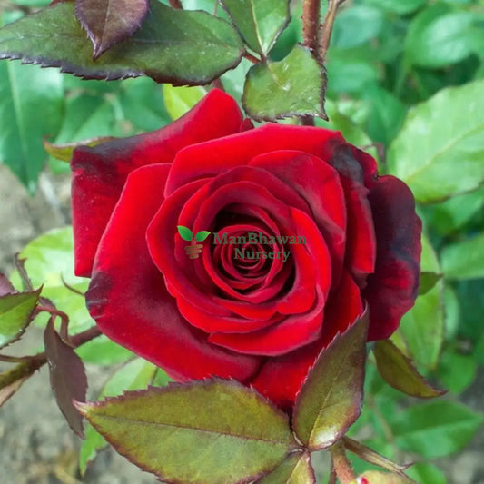 English Rose