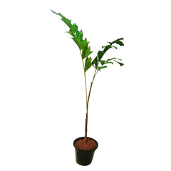 Buy Foxtail Palm plant online - elegant and tropical, Purchase Wodyetia bifurcata online for a touch of paradise, Foxtail Palm for sale - order your exotic plant online