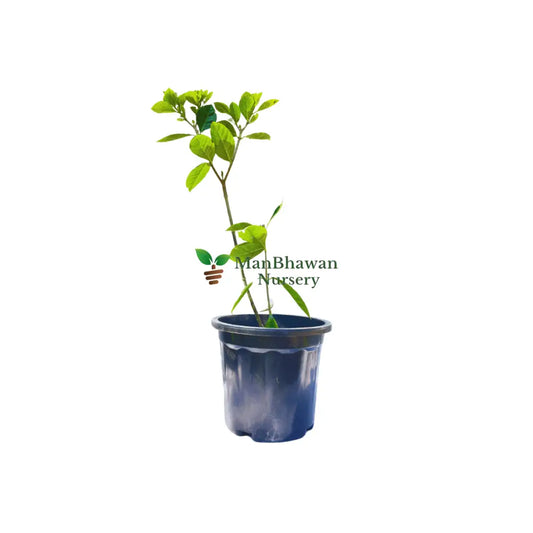 buy online gandhraj flower plant at the lowest price