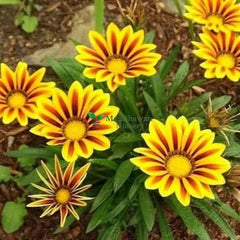 Sunlit Gazania Blooms with Green Foliage, Gazania Rigens: Beautiful South African Flower, Gazania Garden: Diverse Blooms and Leaves, Summer Gazania Flowers in Natural Light