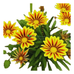 Gazania Flower Plant in Full Bloom, Vibrant Orange Gazania Blossoms, Close-up of Gazania Flower Petals, Colorful Gazania Daisy in a Garden