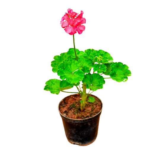 Gerenium Flower Plant