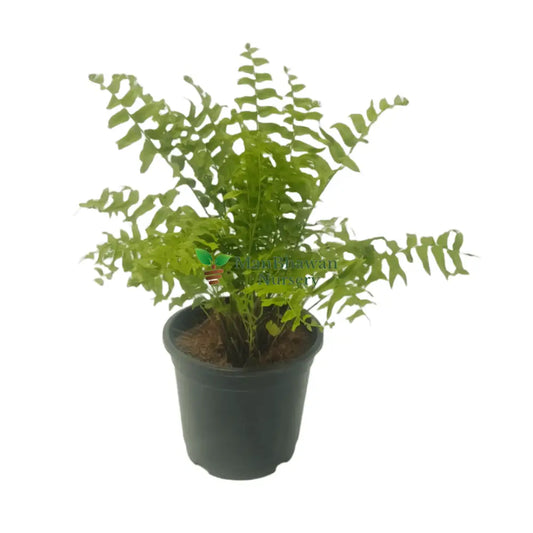 Buy Gora Fern – Ornamental Fern Plant Online, Purchase Gora Fern for Your Indoor Garden, Online Shopping: Gora Fern Variety, Exquisite Gora Fern Available for Order