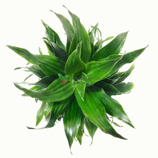 Unique Hawaiian Foliage Available for Online Order, Explore Green Compactor Hawaiian Plants – Convenient Shopping, Buy Hawaiian Greenery Online – Adding to Your Botanical Collection, Unique Foliage of Green Compactor Hawaiian Plant – Online Purchase