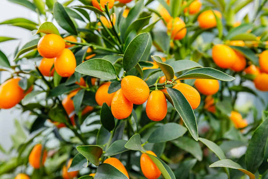Kumbhakat Nimboo, Lemon Tree Plant