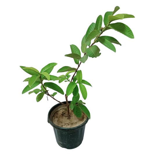 Buy Guava 1kg Variety Plant Online – Fresh and Flavorful, Purchase Guava Tree with 1kg Fruit Variety for Your Garden, Online Shopping: Guava 1kg Variety Plant – Delicious Harvest, Guava Tree with 1kg Fruits for Sale – Home Orchard Solution