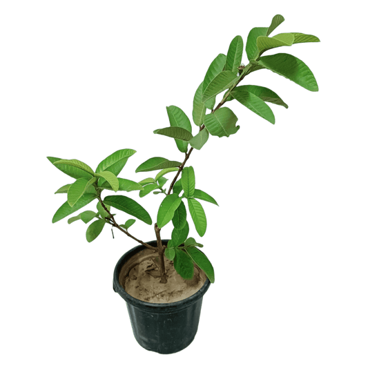 Buy Pink Variety Guava Plant Online – Sweet and Fragrant, Purchase Guava Tree with Pink Fruits for Your Garden, Online Shopping: Pink Variety Guava Plant – Tropical Delight