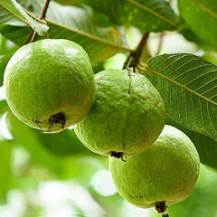 Buy Online: Taiwan Variety Guava Sapling – Enhance your garden with exotic flavors, Acquire Taiwan Guava Plant Online: Premium selection for fruit enthusiasts, Buy Taiwan Variety Guava Plant Online: Exquisite fruiting specimen for your garden