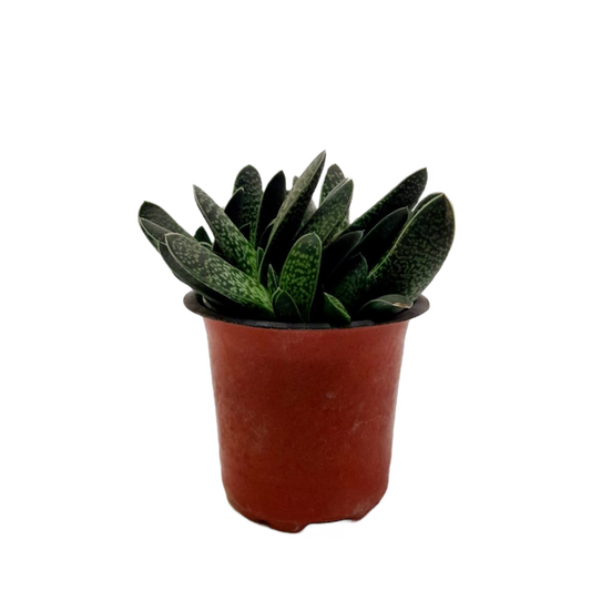 Best 3 Succulent Plant Combo - Succulent Star, Zebra Haworthia & Haworthia Succulent