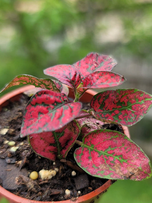 Hypoestes / Polka Dot Plant