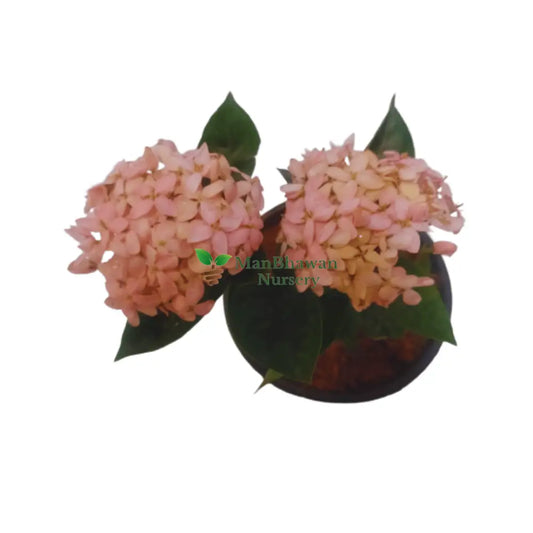 Invest in Ixora Coccinea Plant Online: Digital Garden Upgrade, Get Ixora Coccinea Plant Online: Convenient Floral Purchase, Purchase Ixora Coccinea Plant Online: Botanical Acquisition