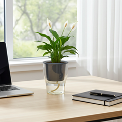 Peace Lily Plant Gift in Transparent Self Watering Pot