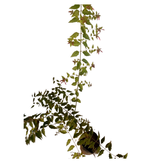 Get Juhi (Jasminum Auriculatum) Plant Online: Convenient Floral Purchase