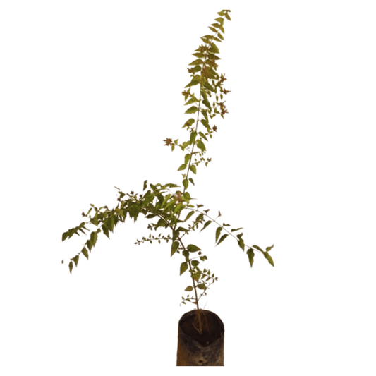 Purchase Juhi (Jasminum Auriculatum) Plant Online: Fragrant Botanical Acquisition, Buy Jasminum Auriculatum (Juhi) Vine: Online Garden Addition, Obtain Juhi Plant: Digital Floral Transaction