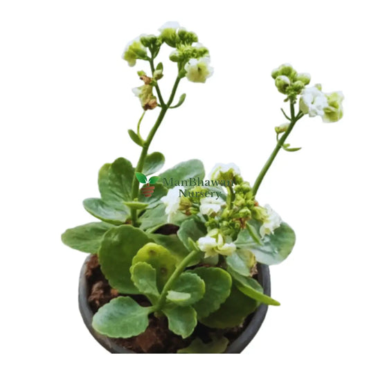 Kalanchoe Flower / Christmas Kalanchoe plant, fresh live kalanchoe flower plant