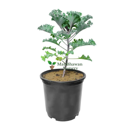 Close-up of fresh, green kale leaves, View of vibrant kale leaves against a backdrop of soil