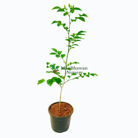 Kamini Murraya / Orange Jasmine Plant